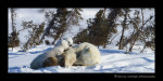 polar_bears_2012-1