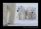 polar_bears_cubs_walking