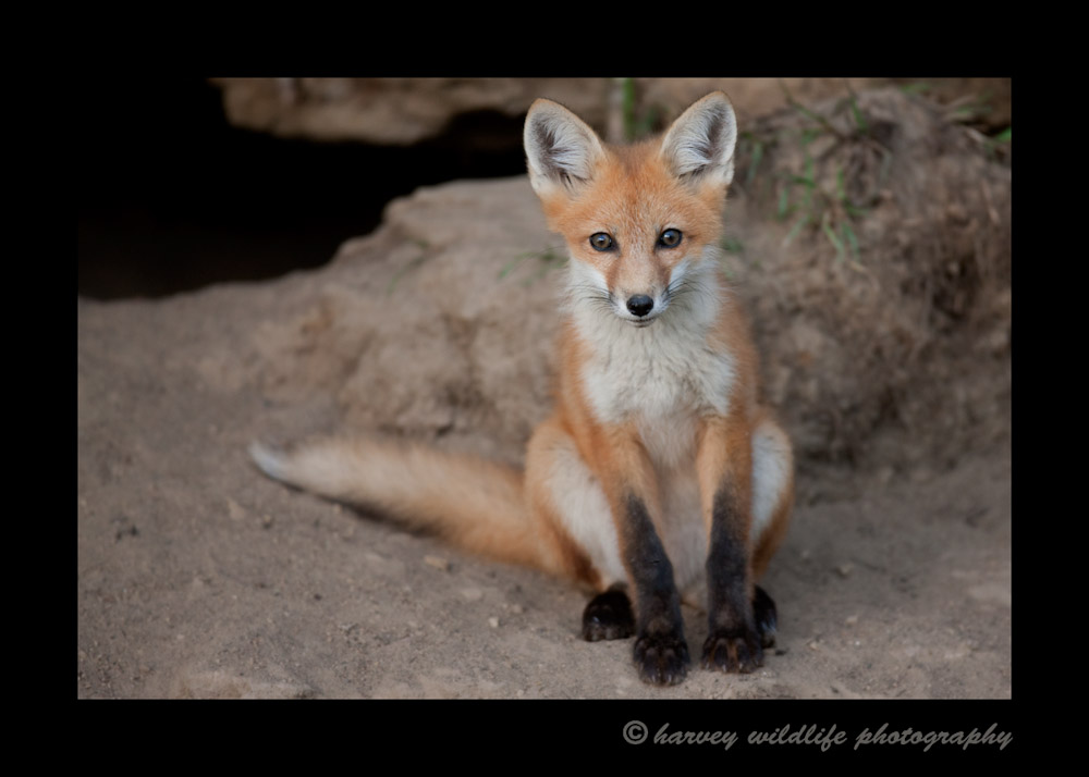 This red fox kit seemed bored as he came out of his den and just stared at me.