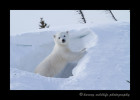 posing_polar_bear_cub