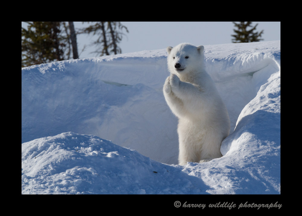 praying_polar_bear_cub