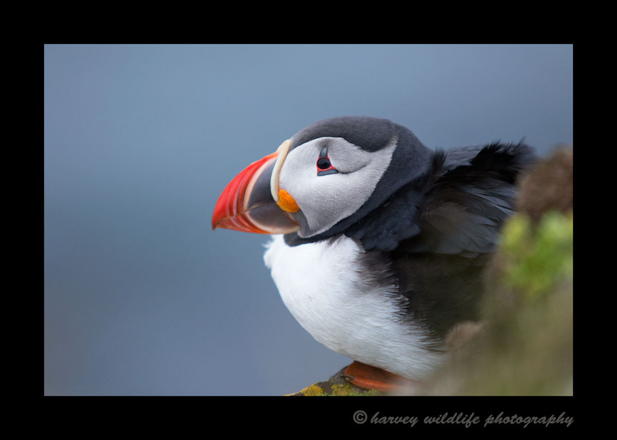 This picture depicts a puffin resting on one of the Latrabjarg cliffs in Iceland.