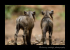 A family of warthogs live within the Little Governor lodge grounds. These little characters are part of the charm of staying at Little Governors' camp.