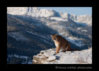 This mountain lion is a wildlife model living in Montana.