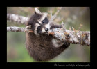 This is a wildlife model living in Montana. Racoons are very active little critters and are always moving, so they are difficult to photograph and quite entertaining to watch.