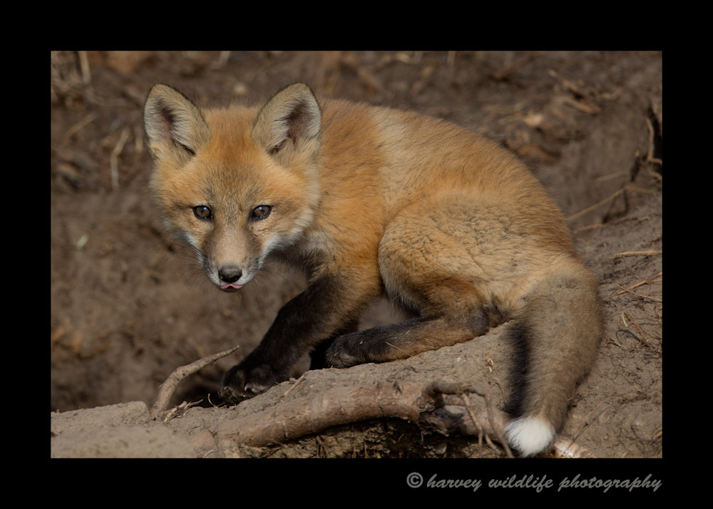 red_fox_2014