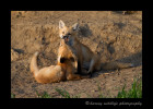 These fox kits enjoy a play session in the early evening.