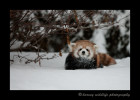 This is Sha Lei in the deep snow. She just about go buried every time she tried running through the snow.