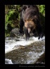This grizzly bear watches a fish swimming upstream. There are so many fish during the salmon run that the bears get picky and only chase after the females. They are filled with eggs. The bears will often eat the eggs and maybe the brains and often throw the rest away.