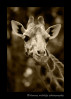 Sepia version of a giraffe at the Giraffe Manor in Nairobi, Kenya.