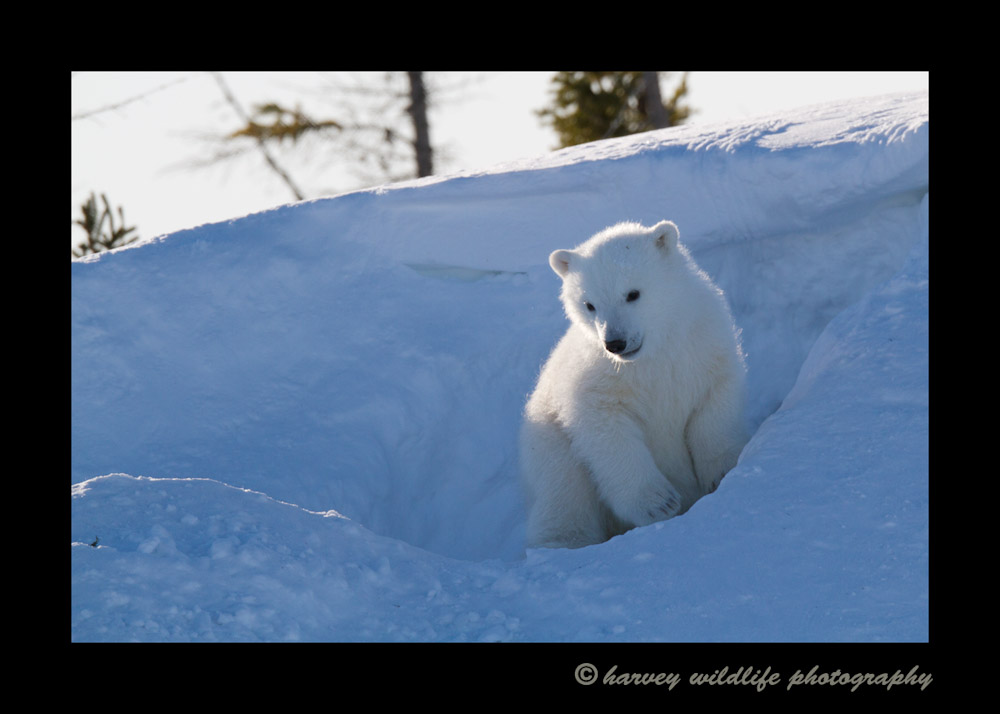 shy_polar_bear