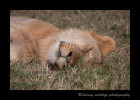 This lion is doing what lions do best during the day...Sleeping. Lions can sleep up to about 20 hours per day.