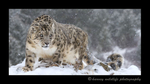 snow_leopard_pano