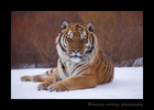 Picture of an amur tiger posing in the snow. 