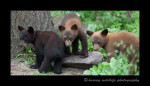 triplet-black-bears