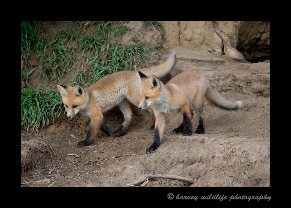 two_fox_kits