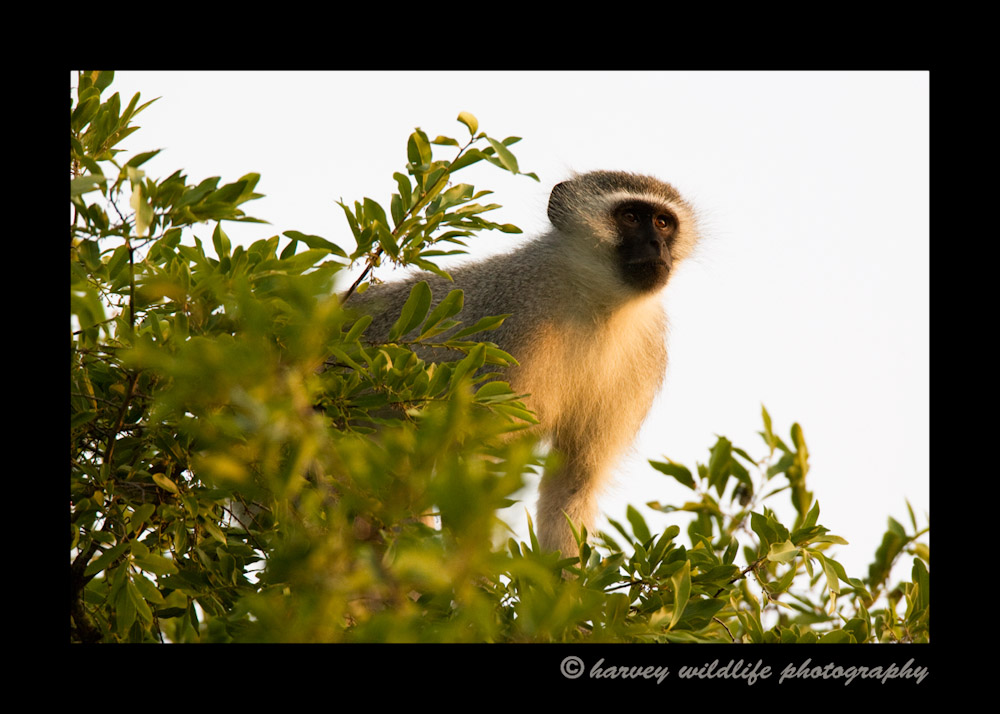 This vervet monkey is high up in a tree overlooking a safari lodge in South Africa. The guides told us that the monkeys are so smart that they will get attention by fighting. The tourists run out to see what all the commotion is. While the tourists are photographing them, other monkeys run in behind them to steal fruit from the buffet table.