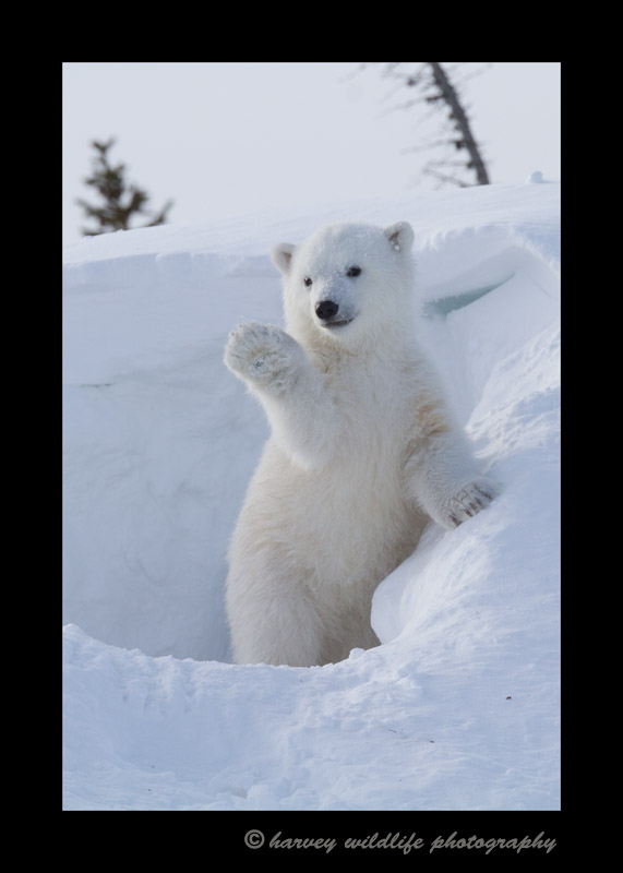 Picture of a polar bear cub waving
