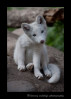 This arctic fox kit was a part of a litter of 14 kits. The kits came in all shades from white to black and several shades of brown and grey.