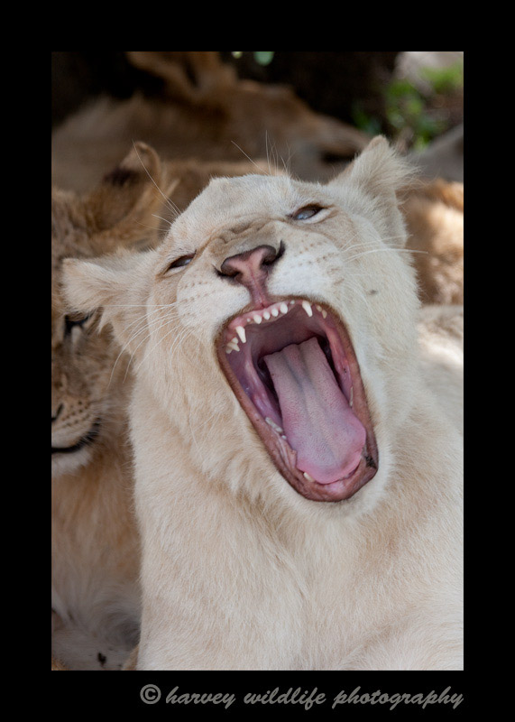 This white lion lives in a wildlife sanctuary in South Africa. White lions don't {quote}blend{quote} well, so they don't tend to live very long in the wild. Kind of hard to hunt when you stick out like a sore thumb.