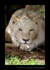 I have yet to see a white lion in the wild. This one was living in a wildlife sanctuary in South Africa. White lions are white due to a recessive gene, just like black leopards, king cheetahs, spirit bears and white tigers.