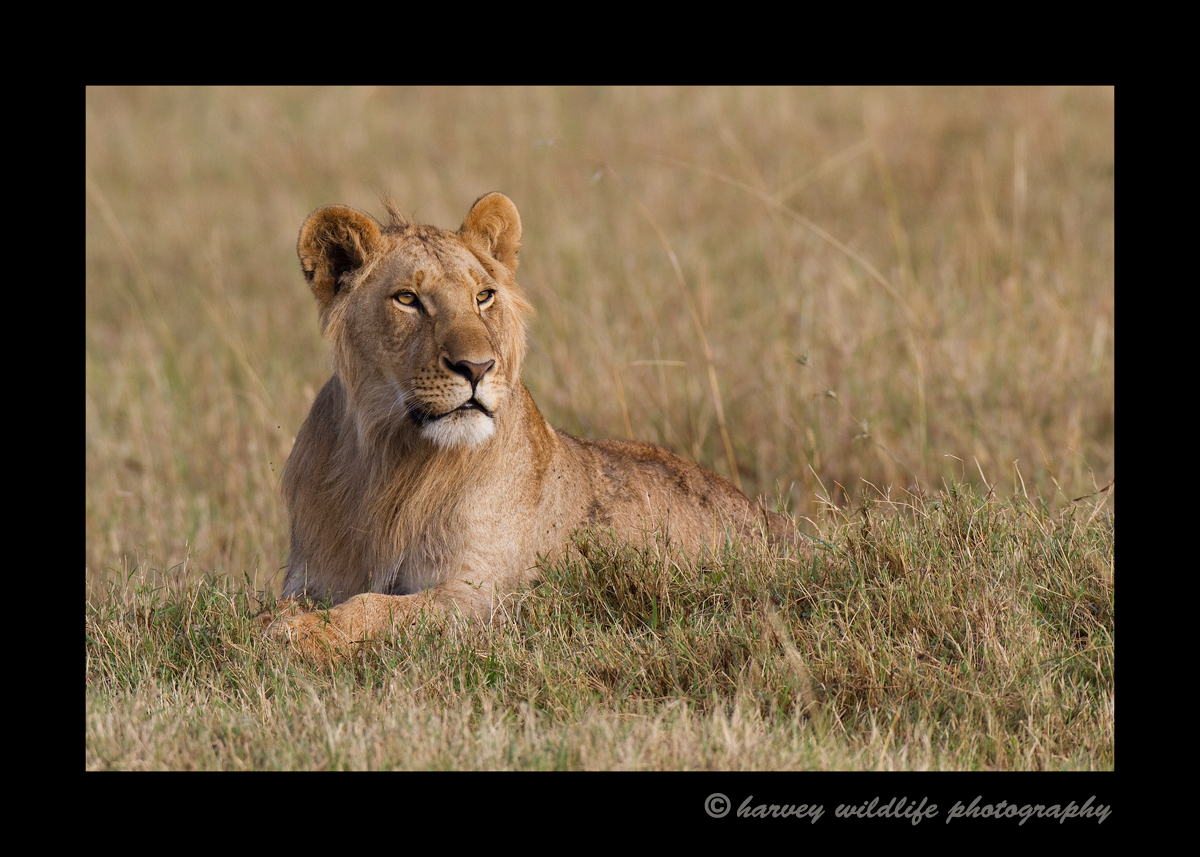 young_male_lion_2010