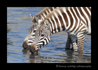 zebras_drinking