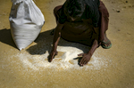 A refugee collects rice after his distribution bag broke 