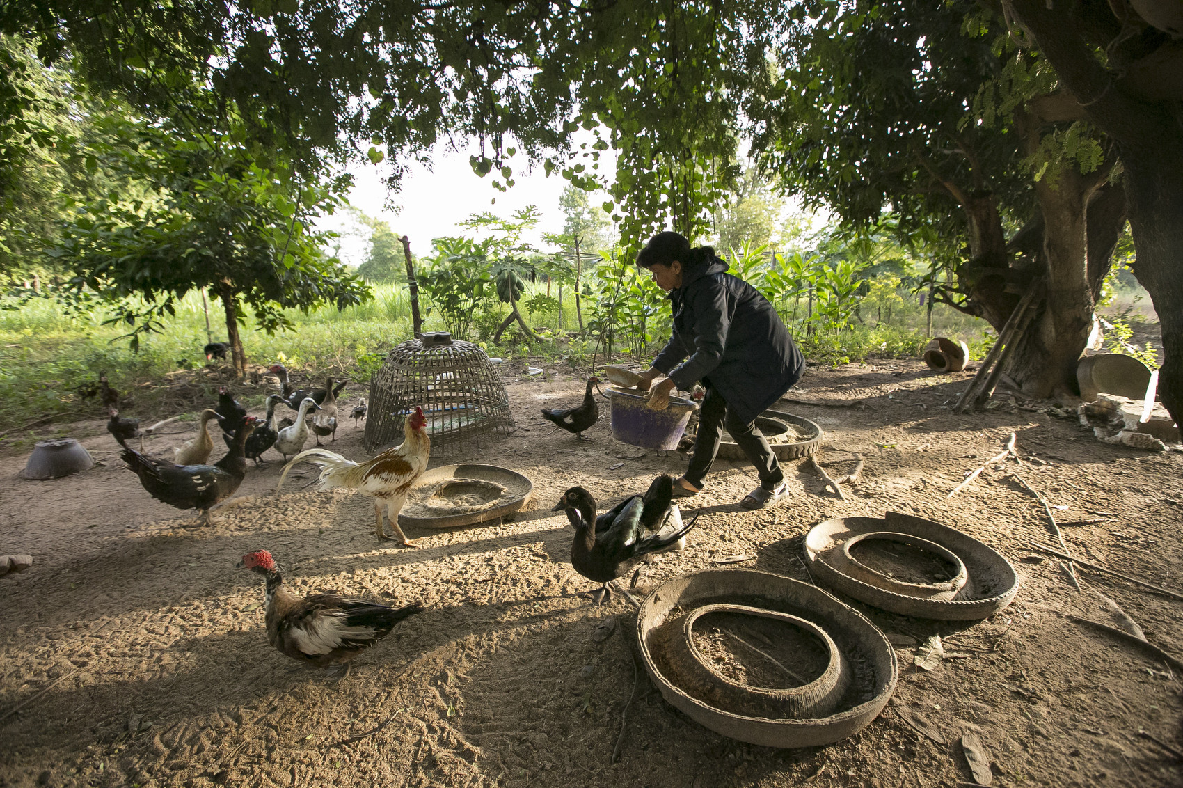 A woman tends to ducks at her farm in Isaan, Thailand