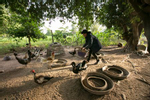 A woman tends to ducks at her farm in Isaan, Thailand