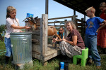 Members of the Foster family work together to milk one of their goats on their farm near Wicksburg, Ala.,Thursday, July 5, 2012. In a health-conscious world, people are often looking for alternatives and goat meat and goat products are getting more attention. Goat milk has generally been considered a good alternative to whole cow's milk for people who are lactose intolerant and has similar nutritional values as whole cow's milk. Goat cheese has fewer calories, fat and cholesterol than cow's cream cheese.