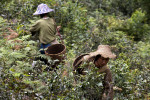 Palaung women harvest tea leaves outside Namshan.