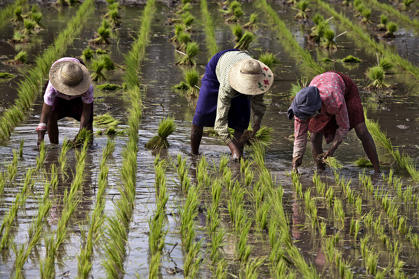Rice Farmers, Nabuaing.