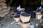Dried tea is sorted and prepared for shipping in one of manyhomes along the manin street of Namshan.  