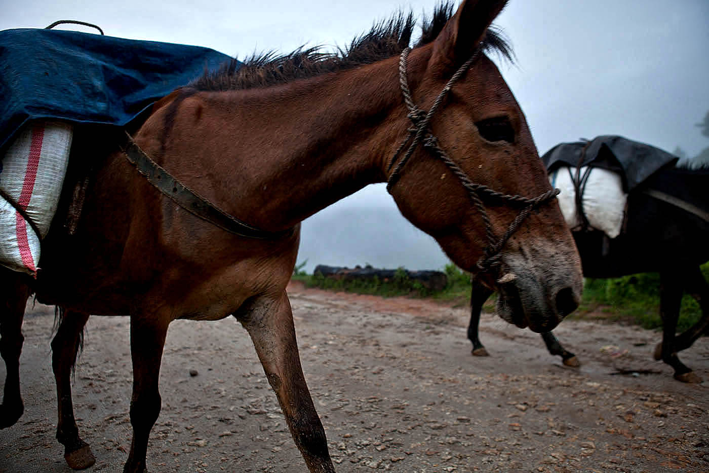Horses are generally used to transport fresh tea leaves from the steep slope-side farms where they are harvested to the factories of Namshan. 