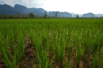 A detail of a rice crop near the village of Nongxong. 