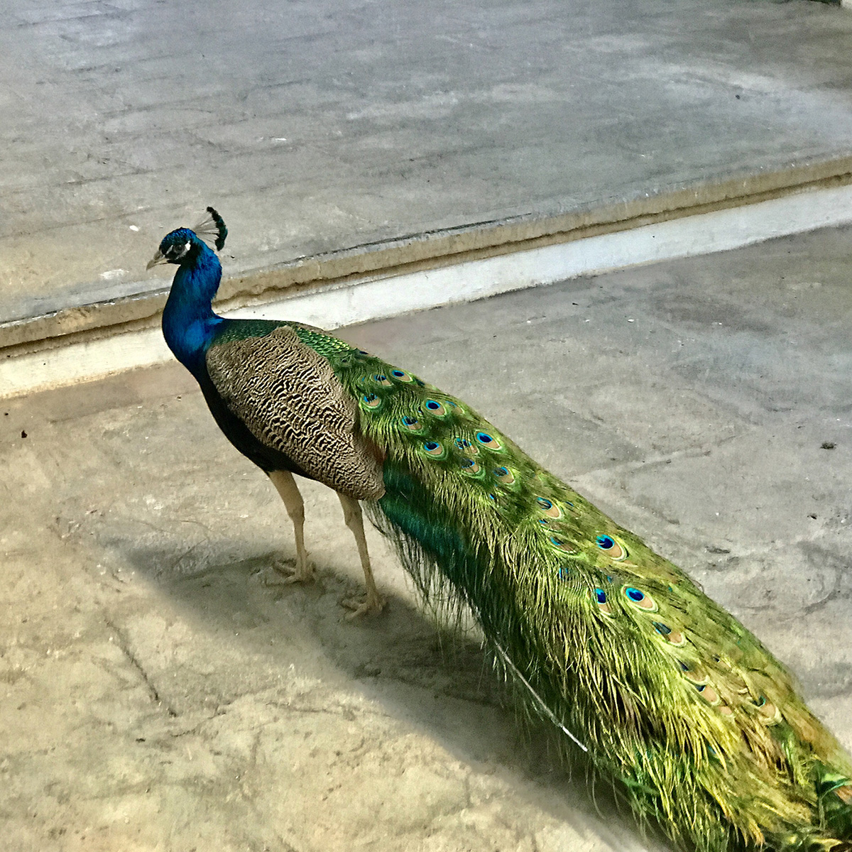 Photo of a beautiful friendly peacock looking for food in an art gallery in Old Havana, Cuba. 