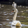 Brugge-swan