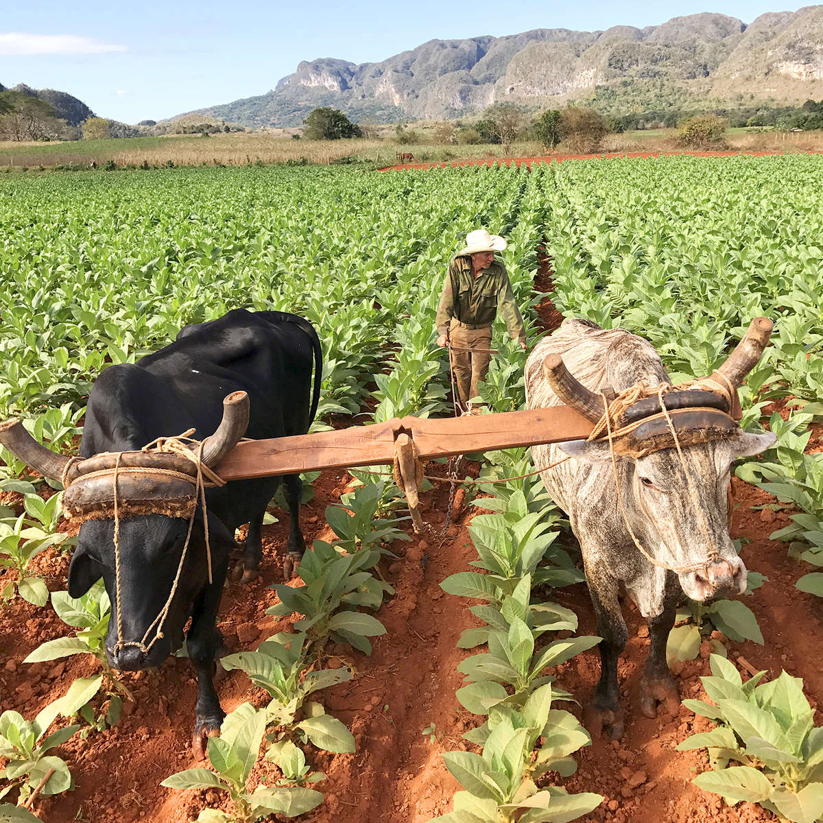 Photo of a Cuban farmer tilling his tobacco field with his oxen in Viñales, Cuba.