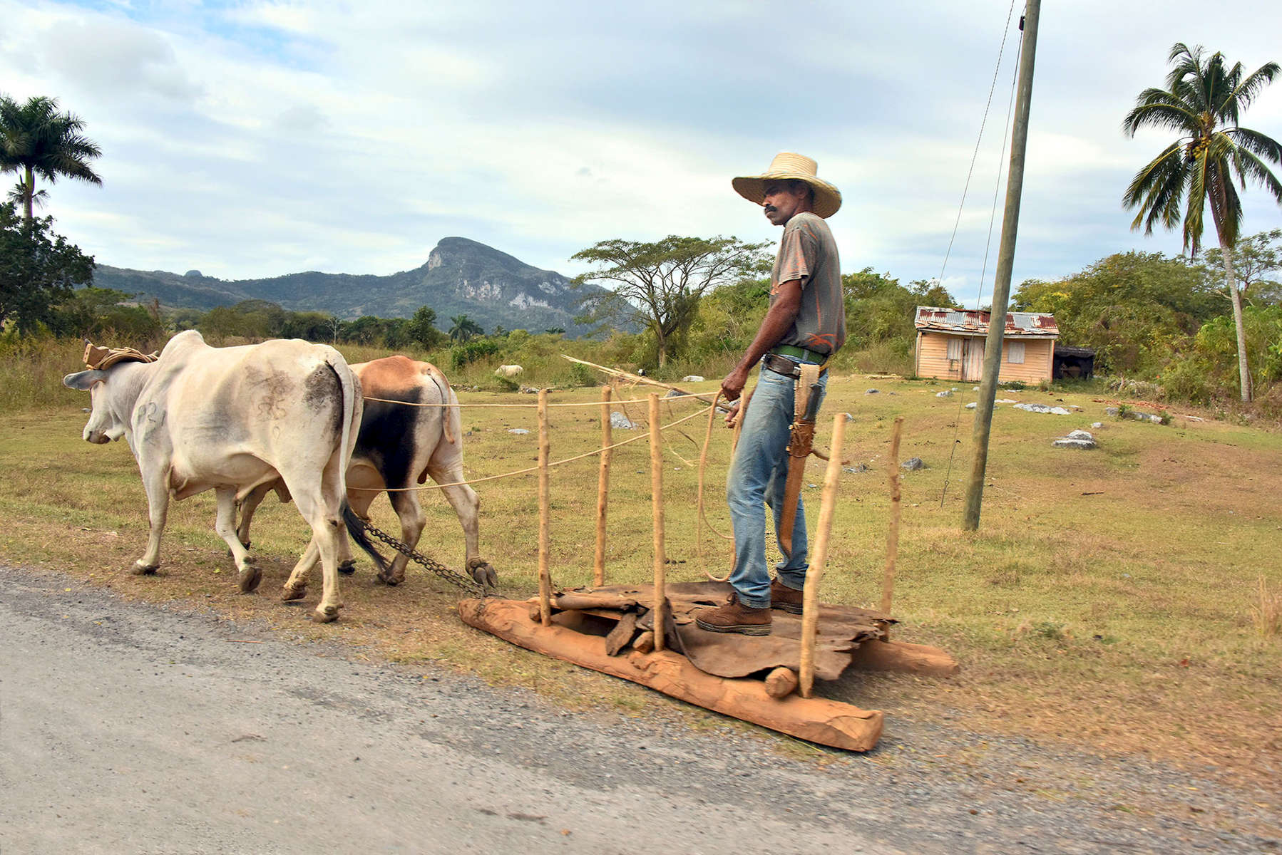 Photo of a Cuban farmer on his wooden sled driving his oxen out in the country