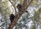 Bald Eagle Pair. Florida 