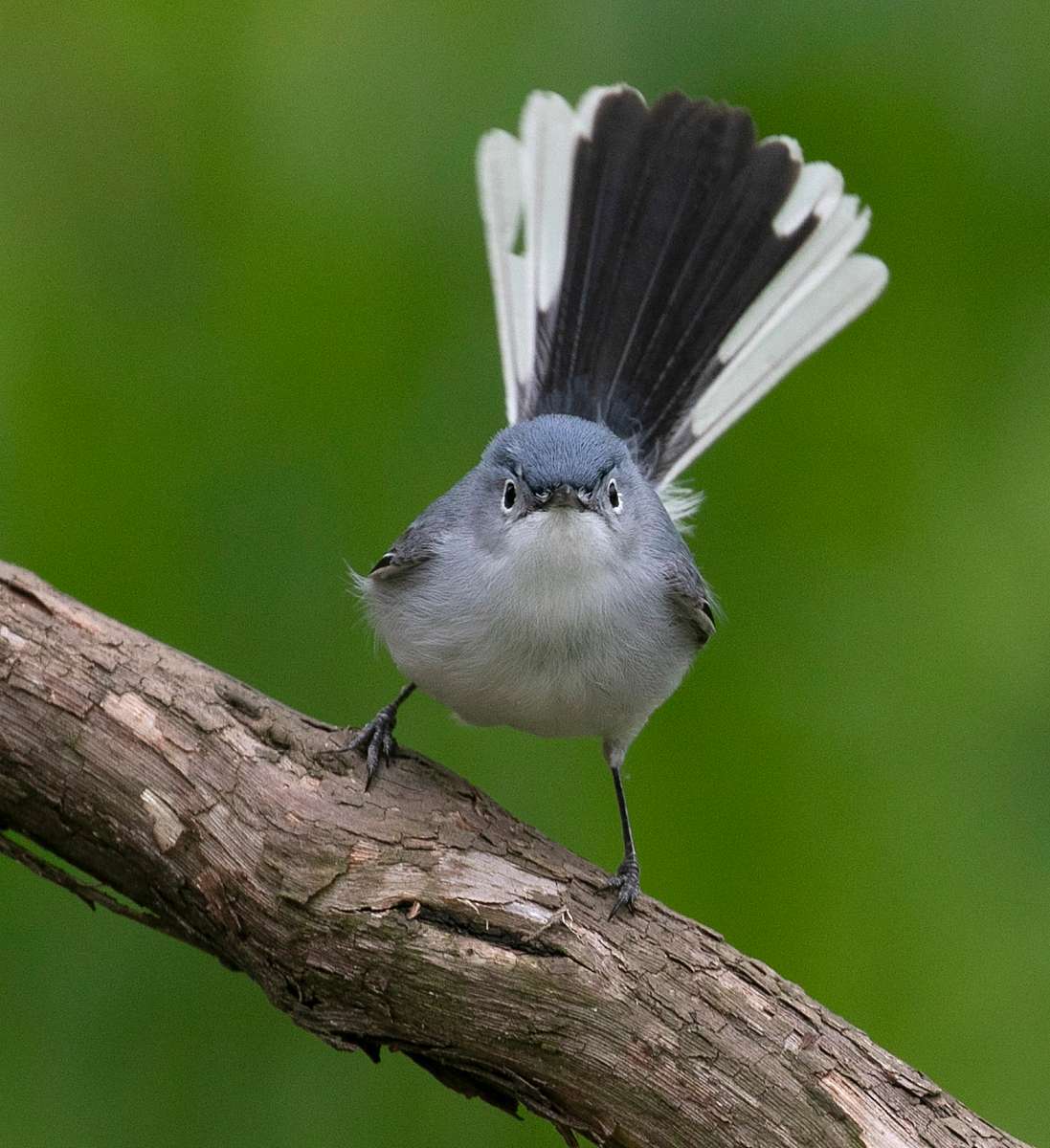 Blue-Gray Gnatcatcher. Indiana