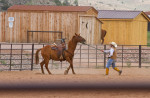 Rodeo horse