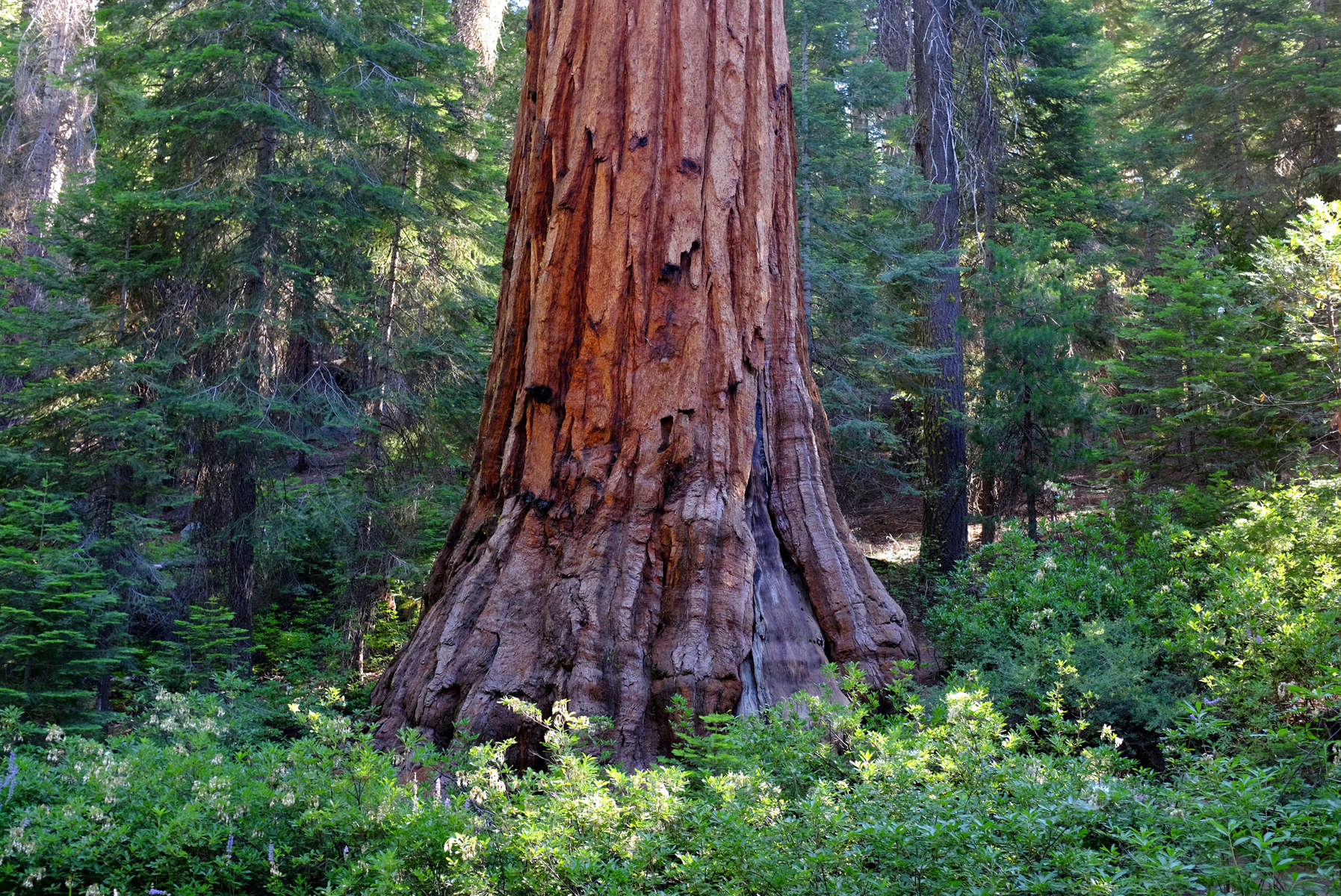 Giant Sequoia, Yosemite National Park