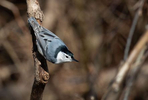 White Breasted Nuthatch. Indiana