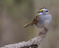 White Throated Sparrow. Indiana