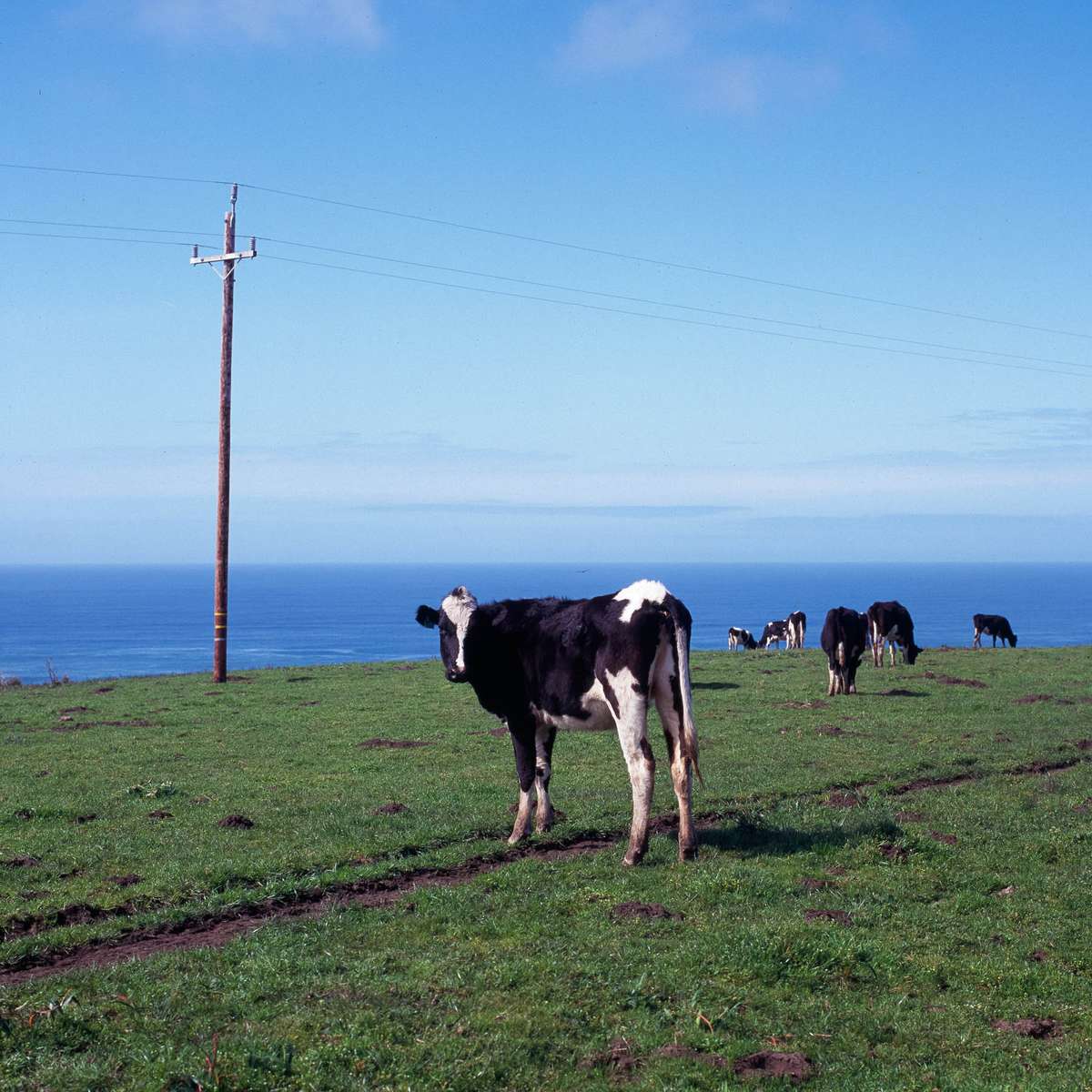 Point Reyes, USA