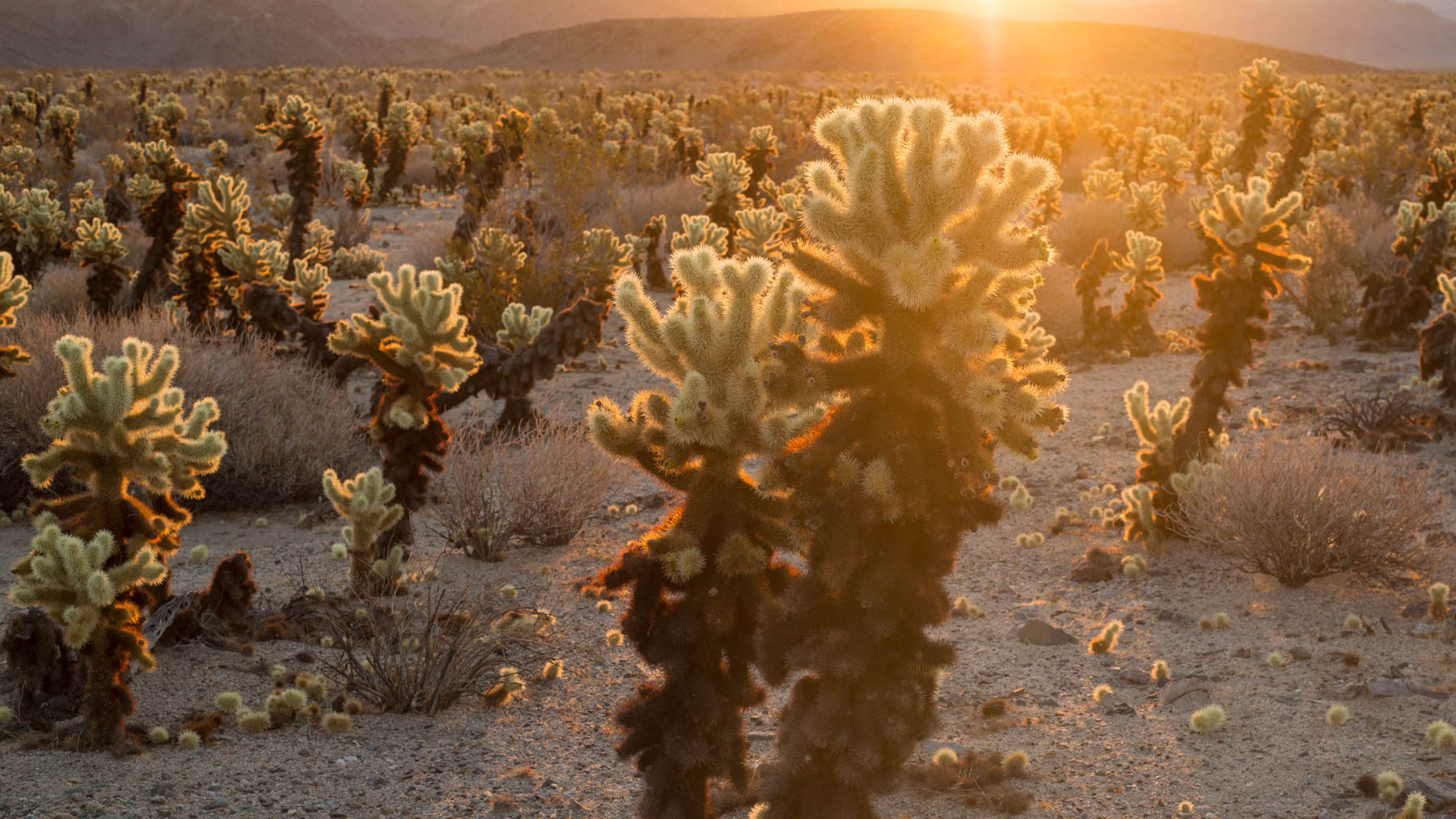 Joshua Tree National Park, USA