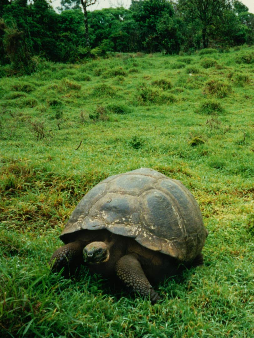 The Galápagos Tortoise is the largest living species of tortoise and 10th-heaviest living reptile. They have life spans in the wild over 100 years and there one of the longest-lived vertebrates. A captive tortoise lived at least 170 years. Tortoise Ranch - Santa Cruz Island, Galápagos - Ecuador