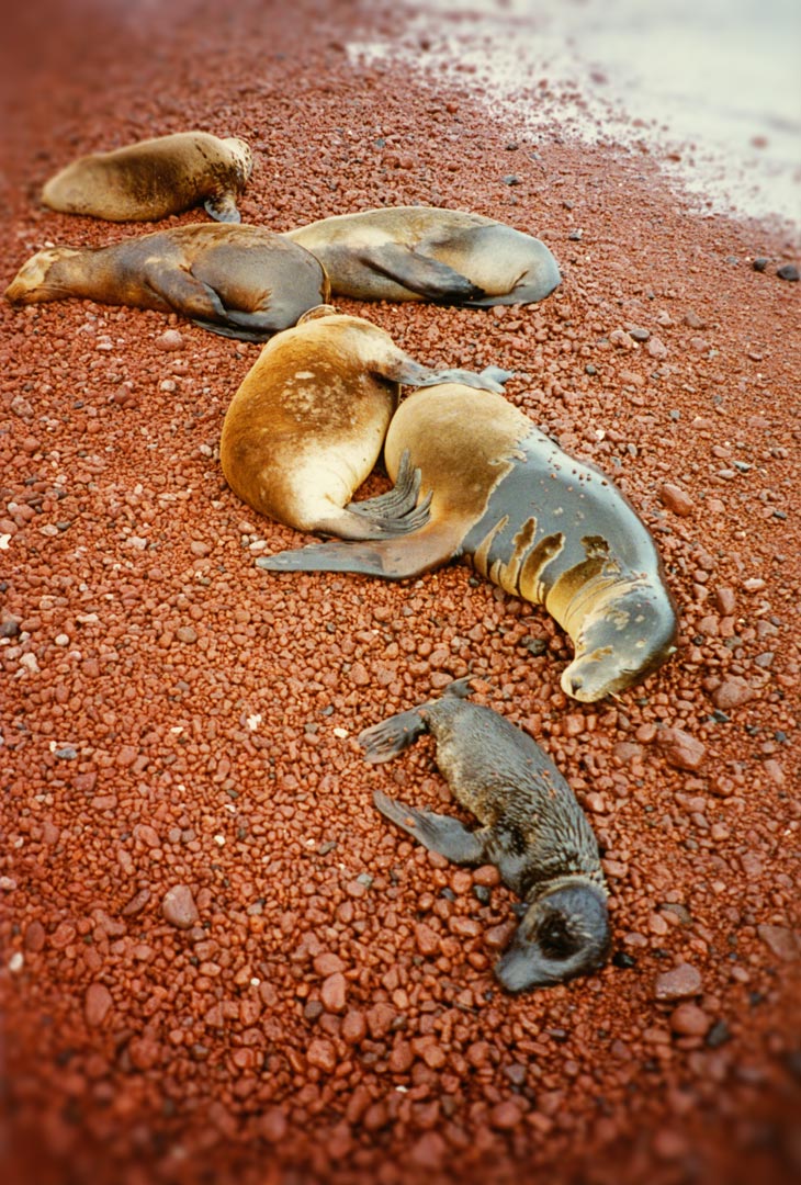 Sleeping sea lions - Rabida Island, Galápagos - Ecuador